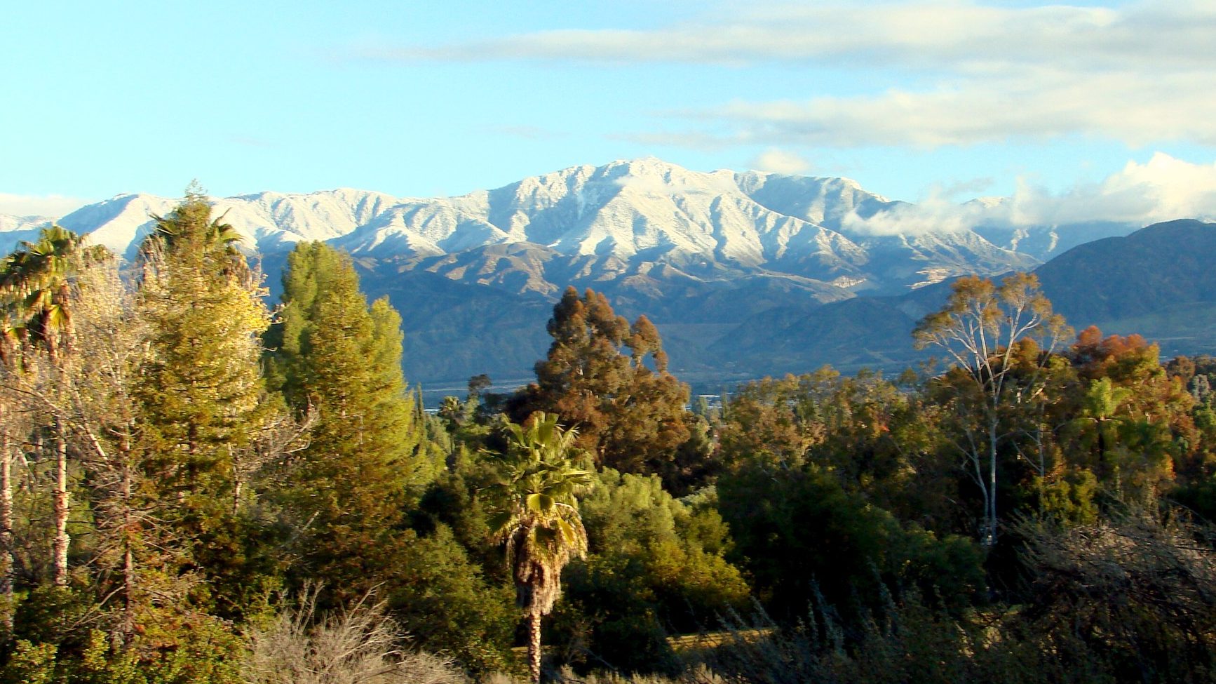 Snow on the crest of the San Bernardino Mountains above the wooded valley floor at Redlands, fan palms in the foreground.