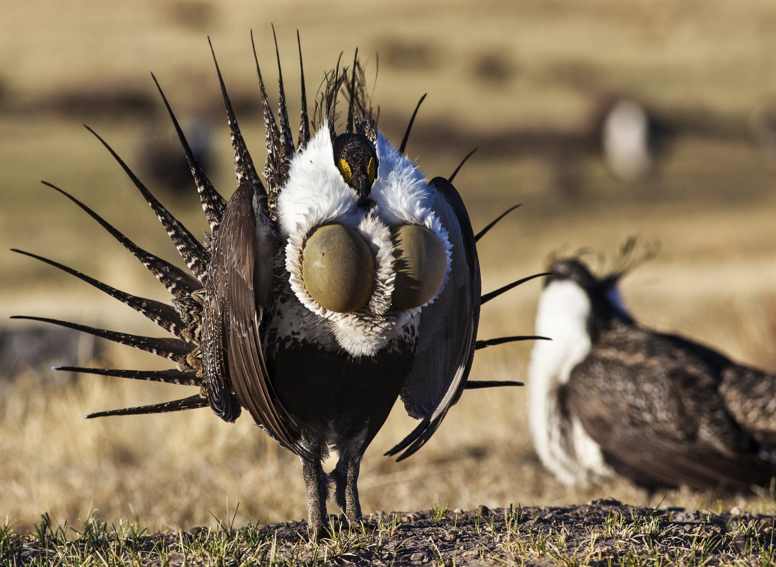 A male greater sage grouse in full courtship display on a lek, spiky tail fanned and two yellow air sacs pushed out through a white chest ruff.