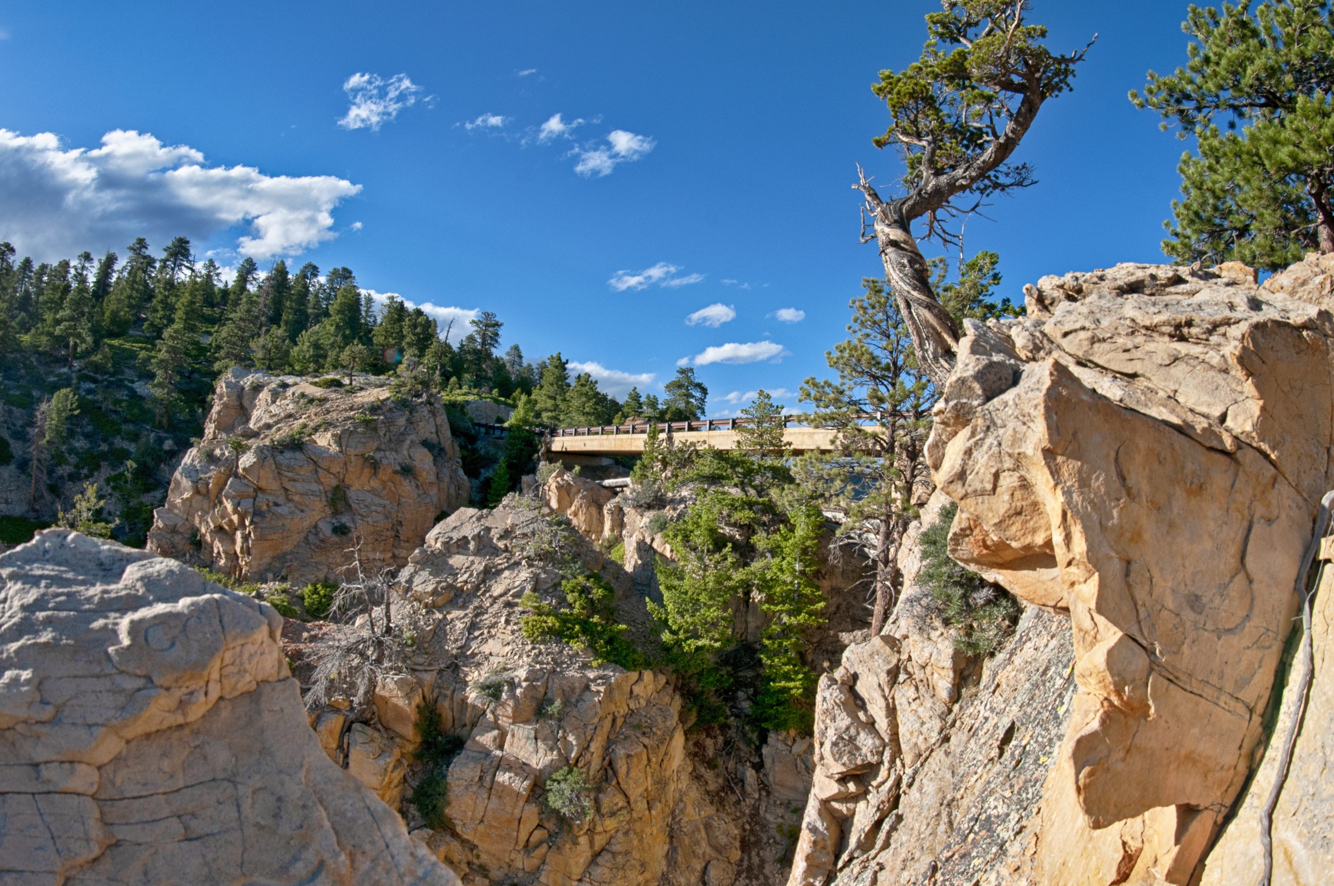 Hell's Backbone Bridge carrying the road across a rock cleft in the Dixie National Forest, Utah — a low-railed span between pale sandstone walls, conifers on the slopes either side and a wind-killed pine standing on the right rim.
