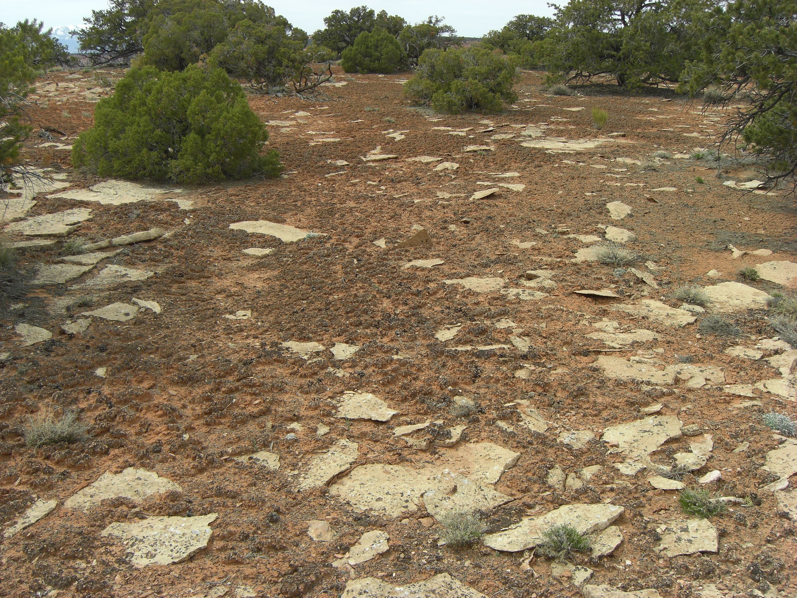 Dark, knobby cryptobiotic soil crust spread between junipers and sandstone slabs in southern Utah — a living skin of cyanobacteria, lichen, and moss.