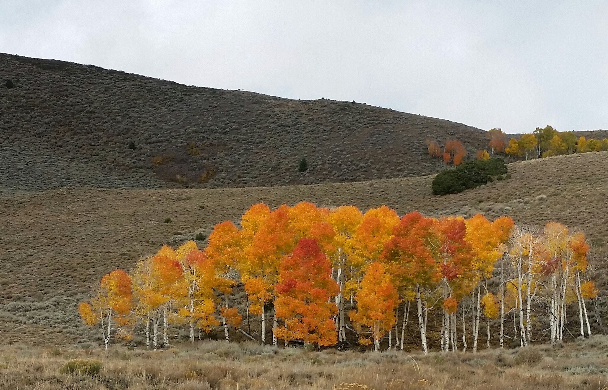 A single clone of aspen turning gold and orange on a sagebrush hillside in Fishlake National Forest, Utah, its uniform color marking the borders of one organism.
