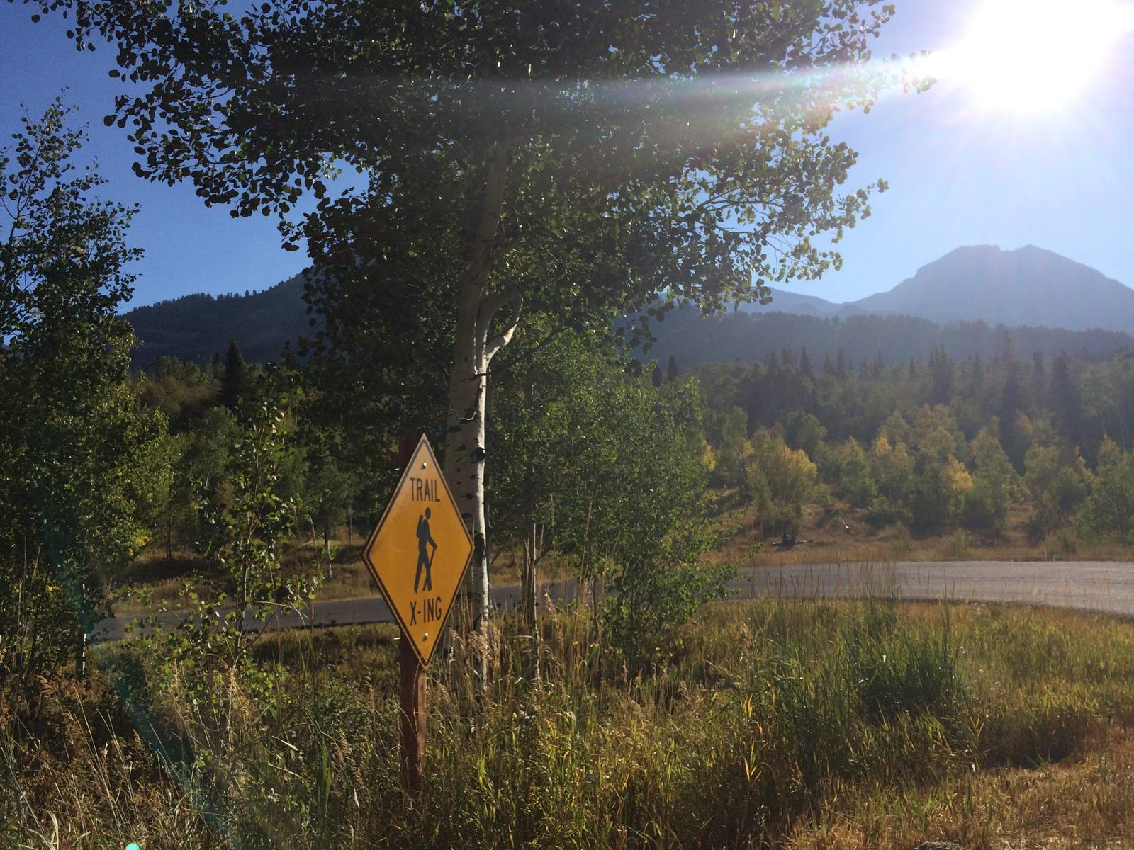 A yellow diamond TRAIL X-ING sign with a hiker symbol, mounted on a rusted post in tall roadside grass on the Alpine Loop, an aspen trunk rising directly behind it. A short bend of pavement runs past beyond the grass, aspens and young conifers fill the middle distance, and a forested ridge climbs to a peak at right with the sun flaring in the sky above. None of the road's hairpin climbing is in the frame.