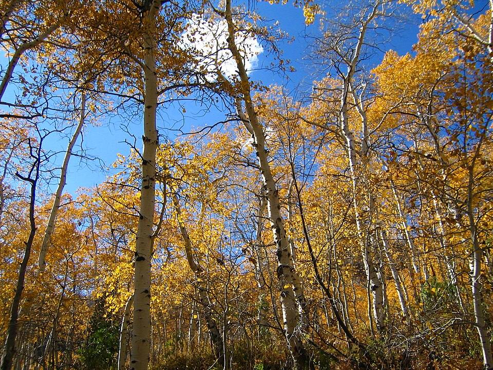 Alpine Loop Scenic Byway