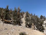 Ancient Bristlecone Pine Forest