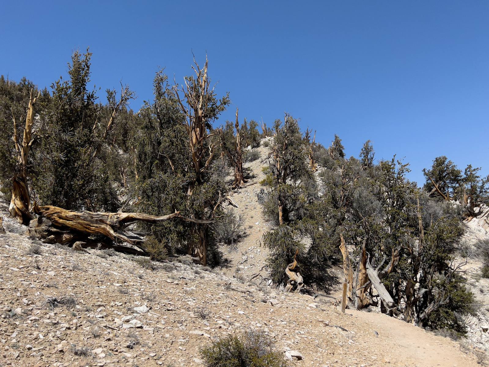 Ancient Bristlecone Pine Forest