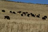 Antelope Island State Park