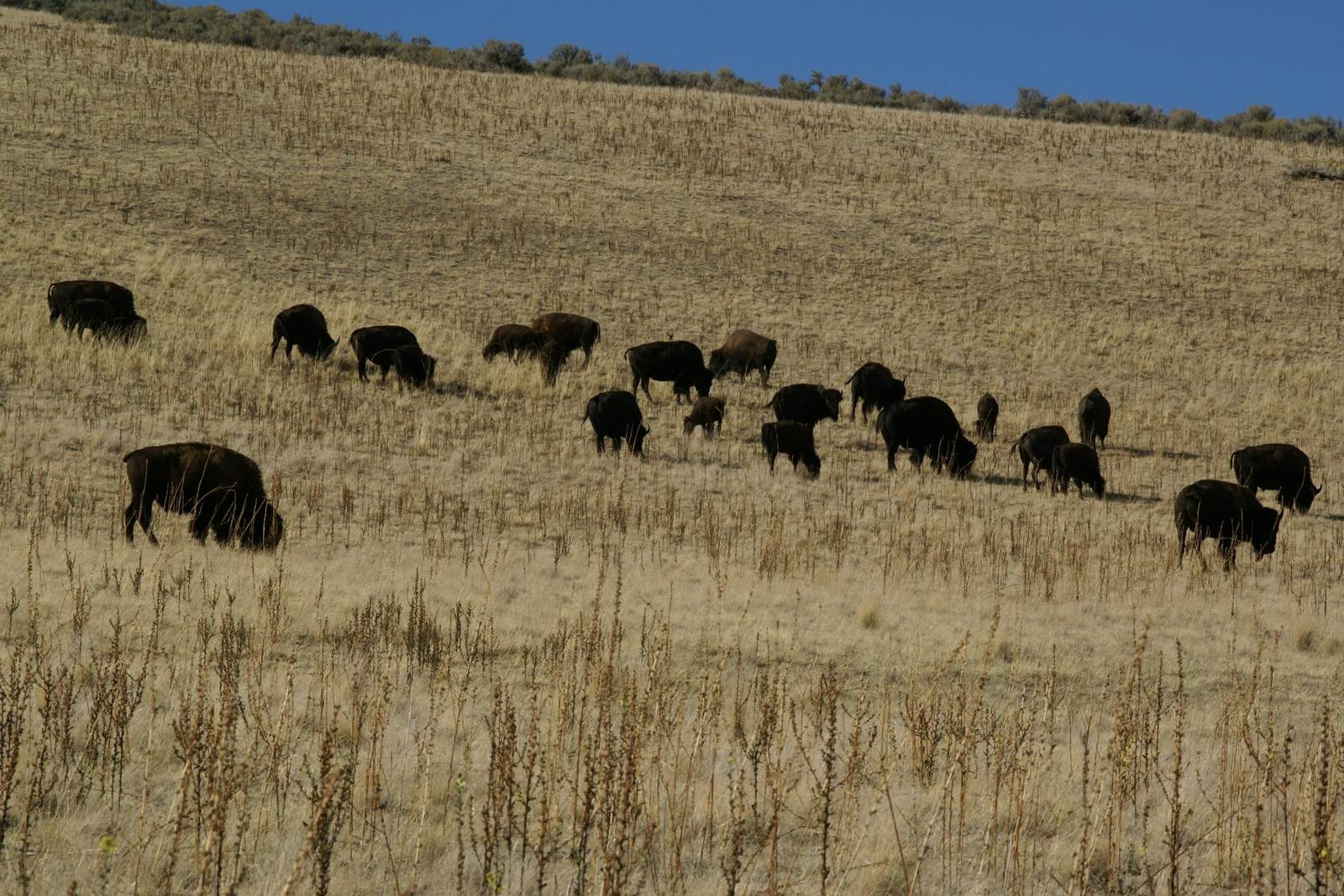 Antelope Island State Park
