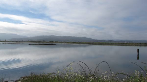 Still water at the southern end of Arcata Marsh mirroring a grey sky, a low line of hills on the far shore and arching grass stems along the near bank.