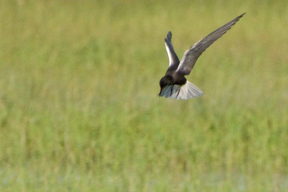 A black tern swooping low over green marsh grass at Bear Lake National Wildlife Refuge