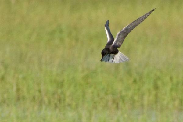 A black tern swooping low over green marsh grass at Bear Lake National Wildlife Refuge