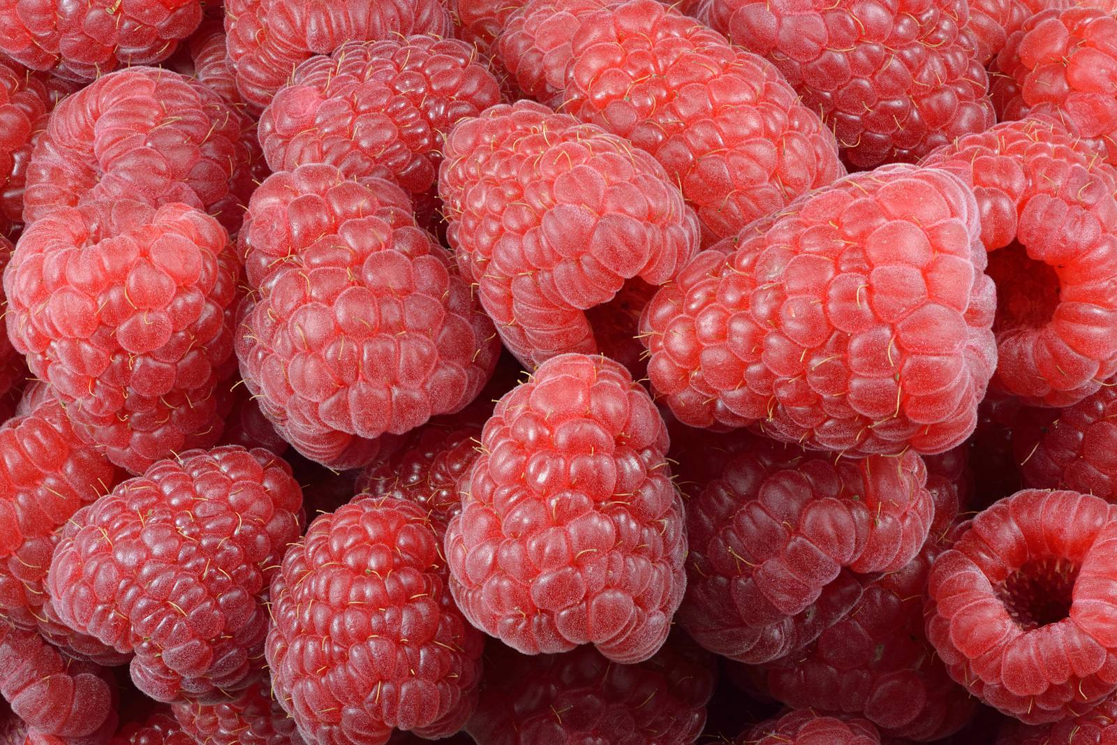 Bear Lake Raspberry Shakes
