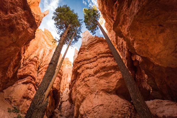 Looking up the slot at Wall Street on the Navajo Loop in Bryce Canyon — two Douglas-firs rising from the shaded canyon floor on long bare trunks toward a narrow opening of blue sky and white cloud, their crowns reaching daylight level with the rim above. Sheer walls of orange and cream sandstone close in on both sides, fluted and pitted and lit warm where the sun reaches them, with a fin and a run of small hoodoos standing against the sky at the top of the right-hand wall. Broken rock fills the shaded floor at the bottom of the frame. There is no rim view and no trail marker here: this is the canyon from the inside.