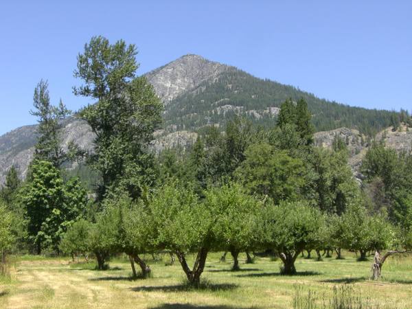 Rows of old apple trees in the Buckner orchard near Stehekin, a rocky, forested peak rising behind
