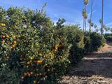 California Citrus State Historic Park
