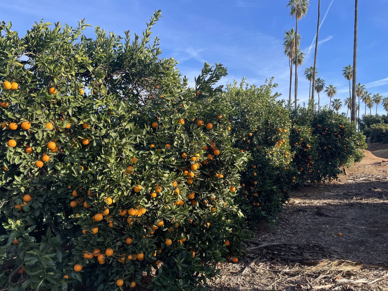 Ripe navel oranges on the tree in a grove at California Citrus State Historic Park, palms lining the row behind.