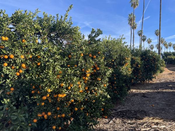 Ripe navel oranges on the tree in a grove at California Citrus State Historic Park, palms lining the row behind.