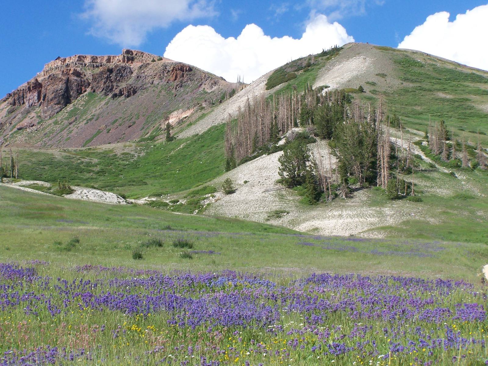 A high alpine meadow of purple wildflowers below Brian Head Peak in southern Utah, green slopes and stands of spruce rising to the peak's dark volcanic rim under summer cumulus.