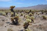 Cholla Cactus Garden