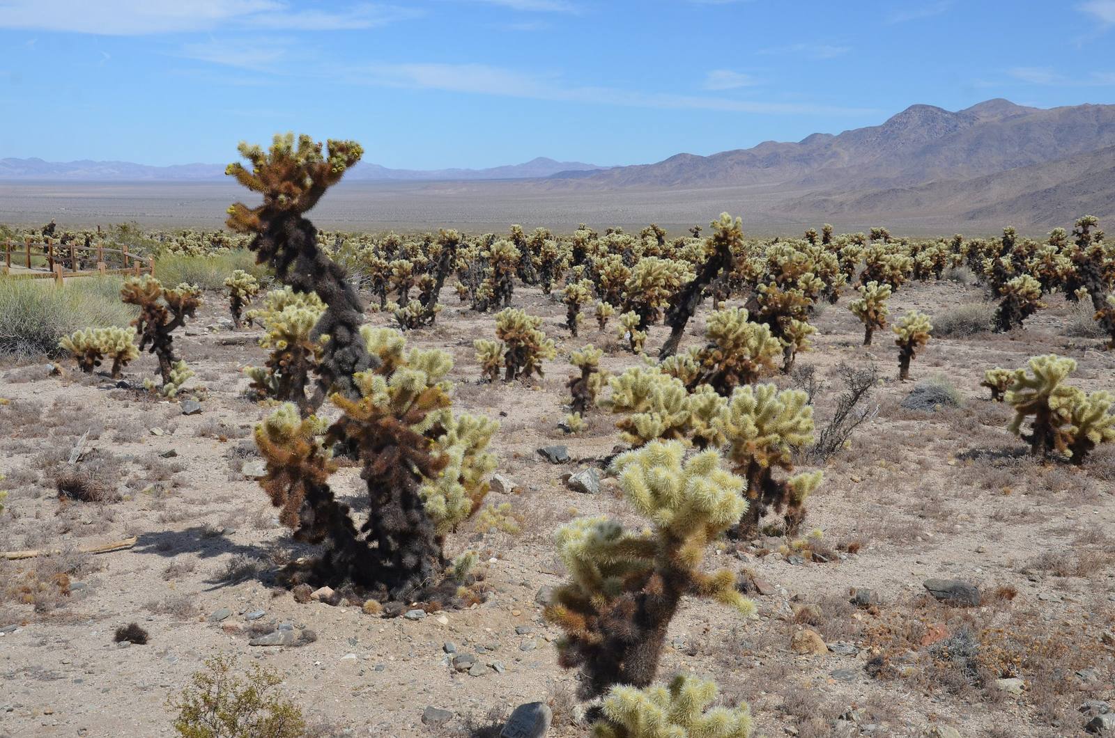 Cholla Cactus Garden