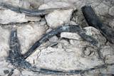 Cleveland-Lloyd Dinosaur Quarry