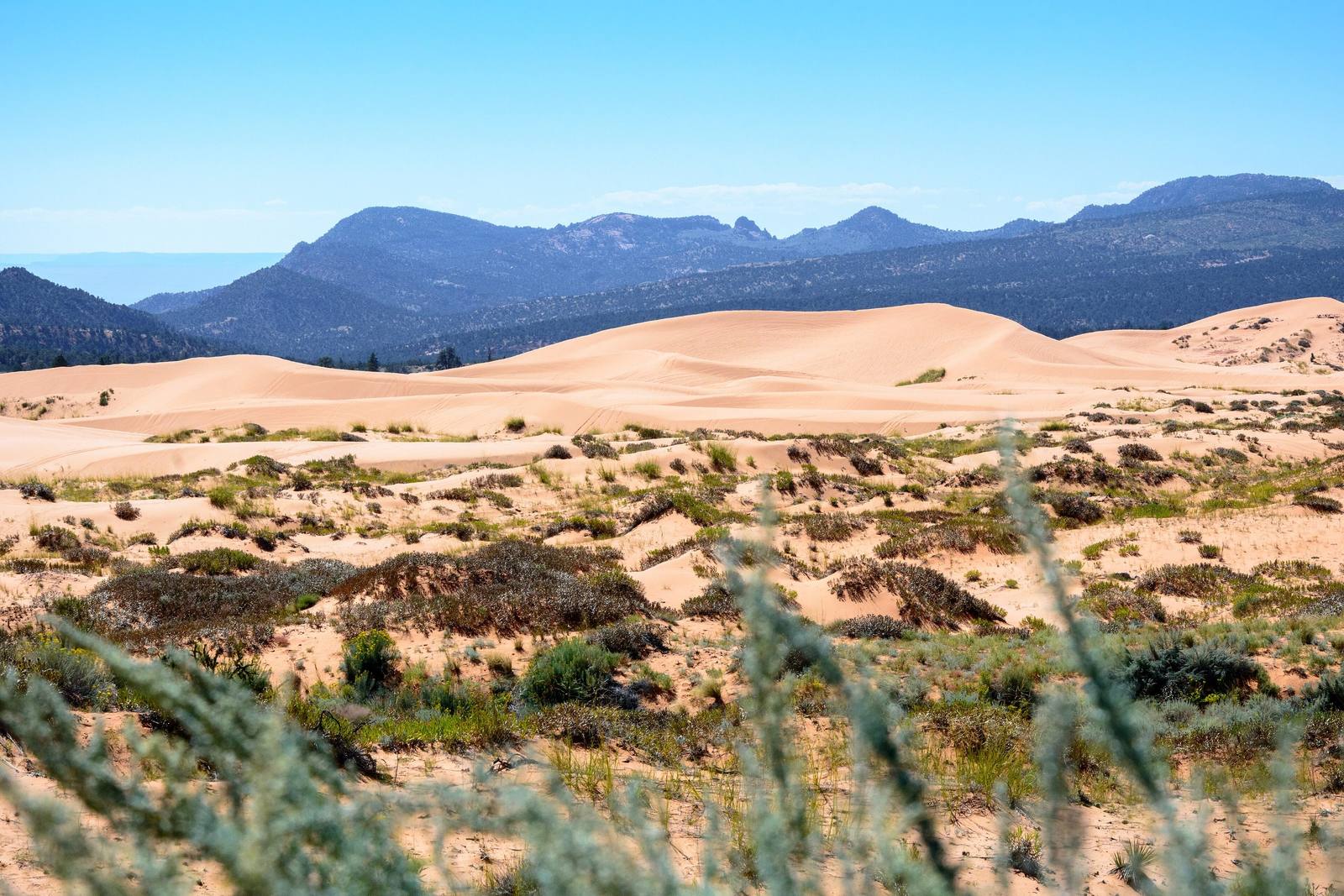 Coral Pink Sand Dunes State Park