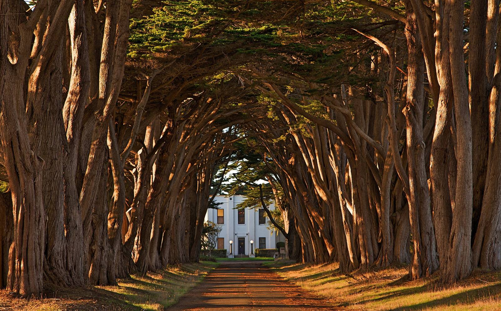 Two rows of Monterey cypress meeting overhead above a straight drive, their trunks lit amber by low sun, with the white Art Deco front of the KPH receiving station framed at the far end of the tunnel.