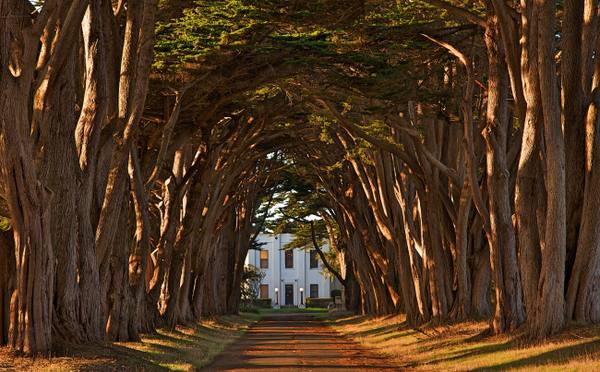 Two rows of Monterey cypress meeting overhead above a straight drive, their trunks lit amber by low sun, with the white Art Deco front of the KPH receiving station framed at the far end of the tunnel.