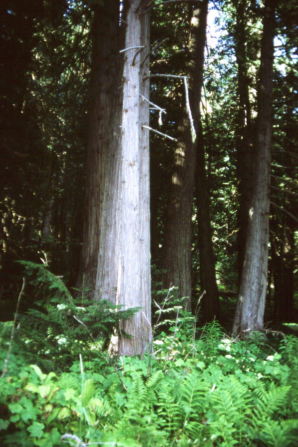 Tall straight trunks of western redcedar rising from a floor of ferns and green undergrowth in the Bernard DeVoto Memorial Grove