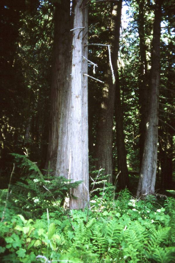 Tall straight trunks of western redcedar rising from a floor of ferns and green undergrowth in the Bernard DeVoto Memorial Grove