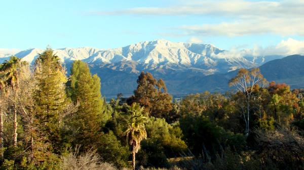 Snow on the crest of the San Bernardino Mountains above the wooded valley floor at Redlands, fan palms in the foreground.
