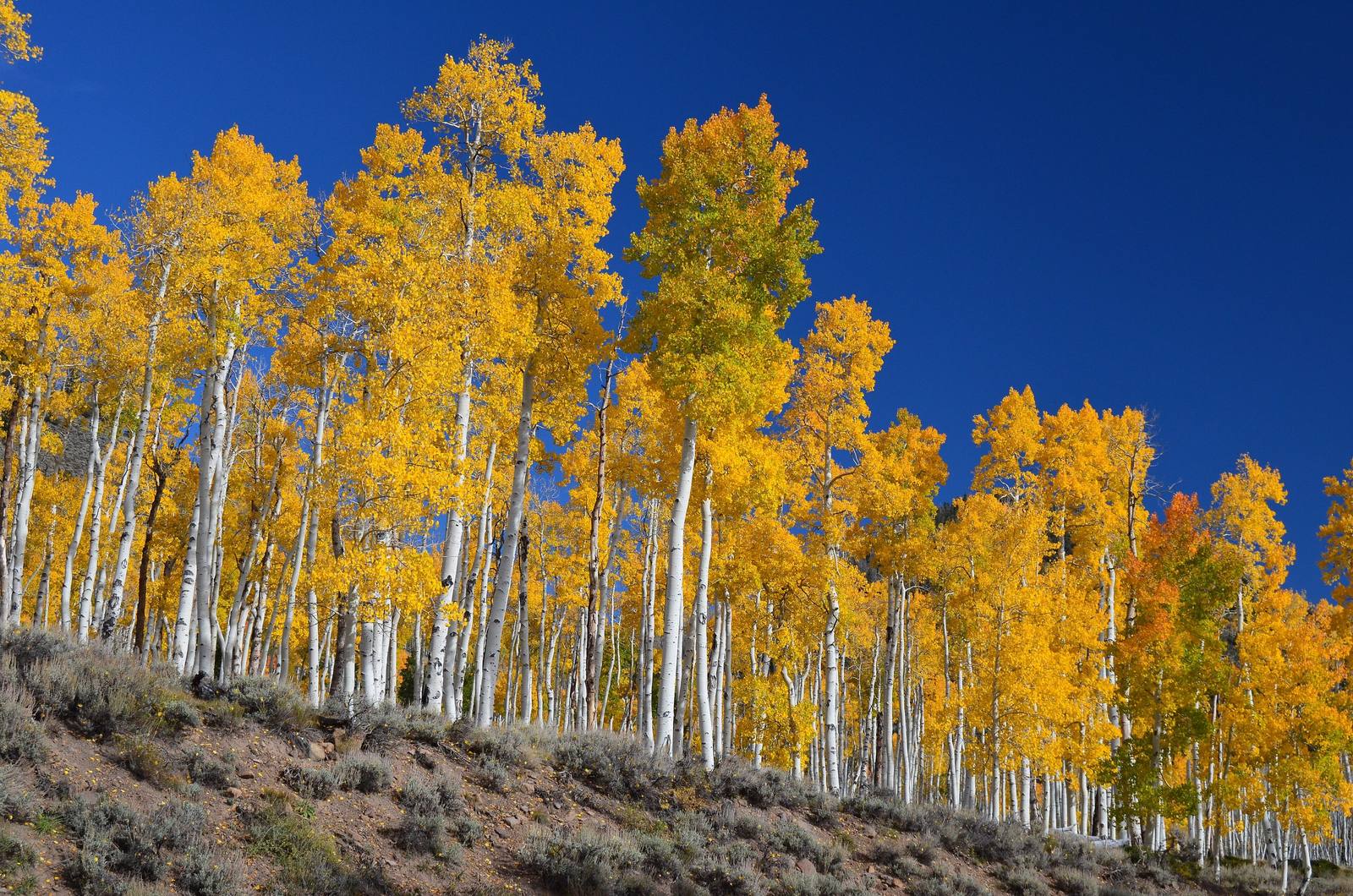 Fishlake National Forest