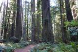 Founders Grove