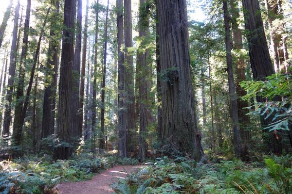 A dirt path winding between tall redwood trunks in Founders Grove, Humboldt Redwoods State Park, with ferns and sorrel low on the forest floor and light coming through the high canopy.