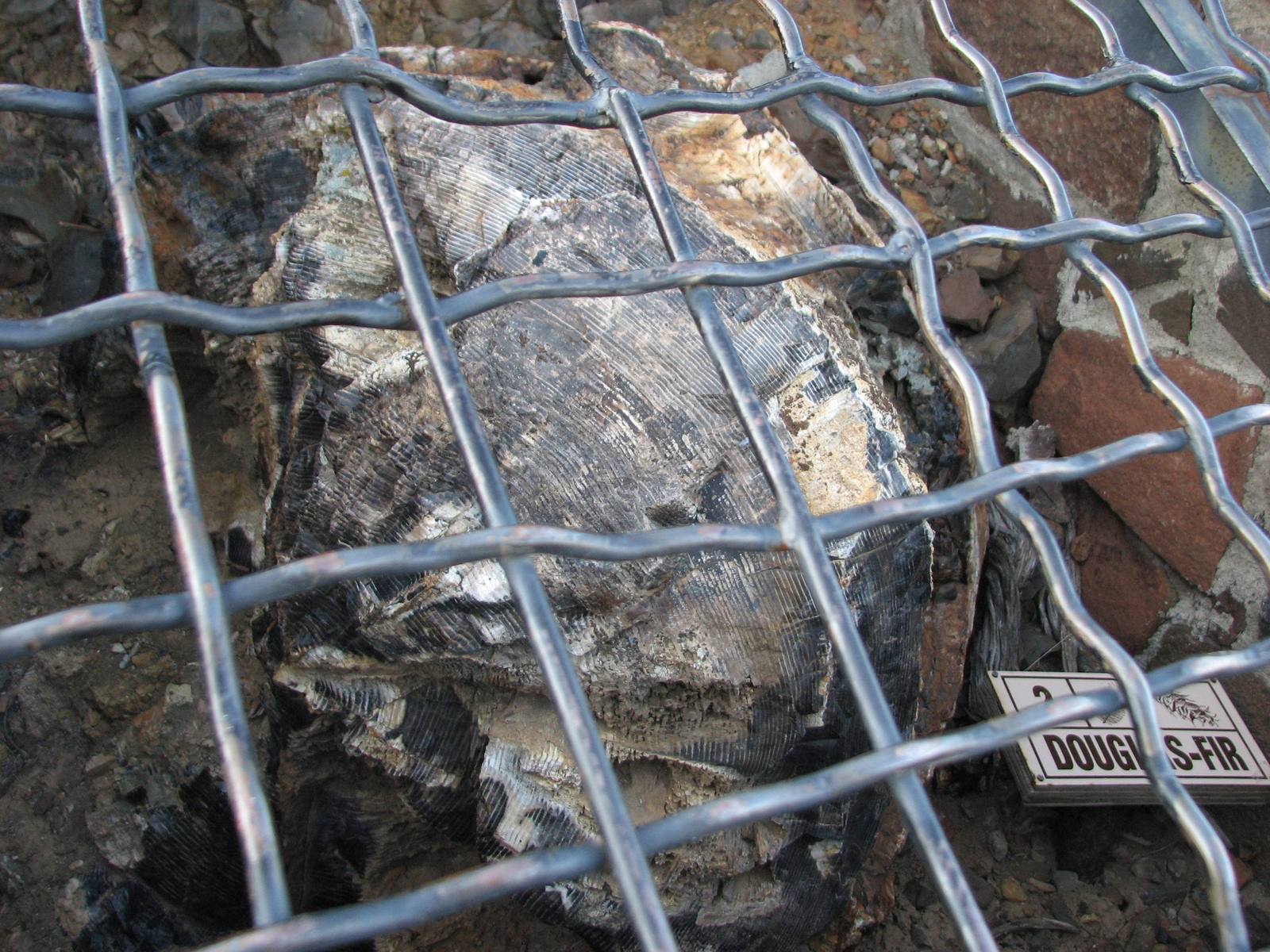 A petrified log seen through the wire cage that protects it, a small sign naming it Douglas-fir
