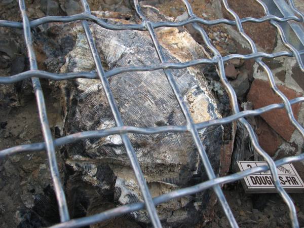 A petrified log seen through the wire cage that protects it, a small sign naming it Douglas-fir