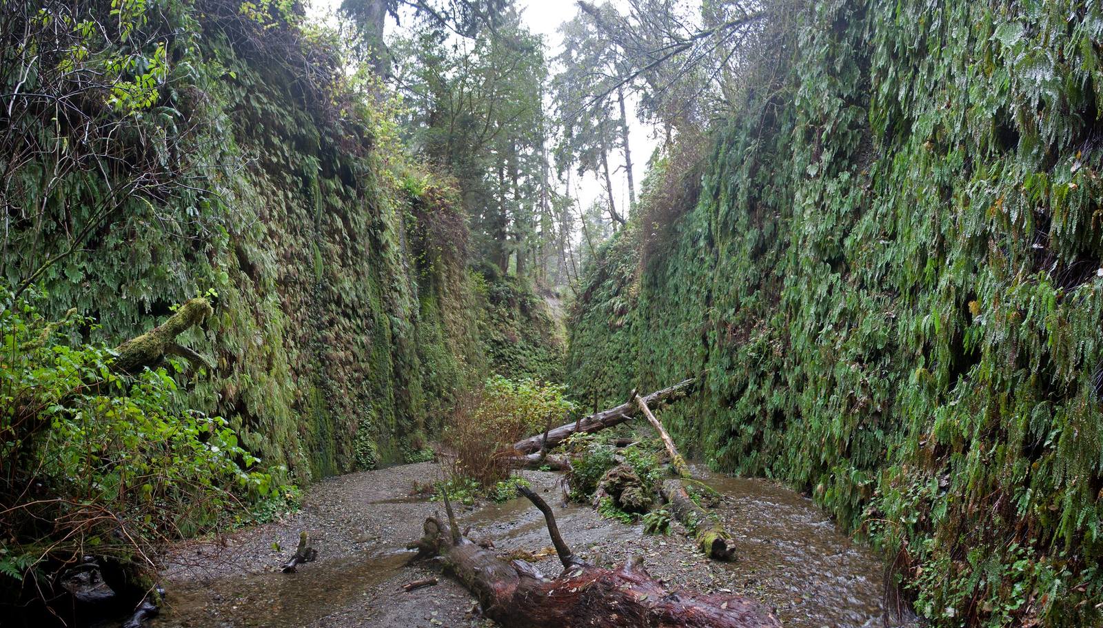 Fern Canyon in Prairie Creek Redwoods State Park: sheer walls covered in five-finger and sword ferns on either side of a flat gravel creek bed, a fallen log lying across it.