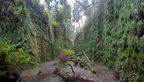 Fern Canyon in Prairie Creek Redwoods State Park: sheer walls covered in five-finger and sword ferns on either side of a flat gravel creek bed, a fallen log lying across it.