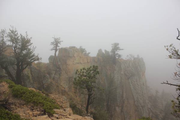 The rock spine of Hell's Backbone in the Dixie National Forest, Utah — a limber pine on the edge of a pale sandstone fin and the cliff wall below dropping away into cloud, with no bottom visible.
