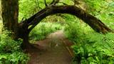 Hoh Rain Forest