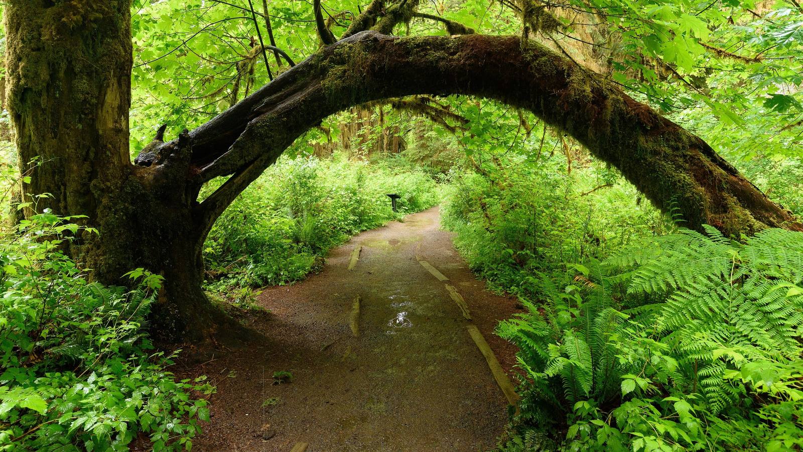 A moss-covered trunk arching over the path in the Hall of Mosses, ferns crowding both sides