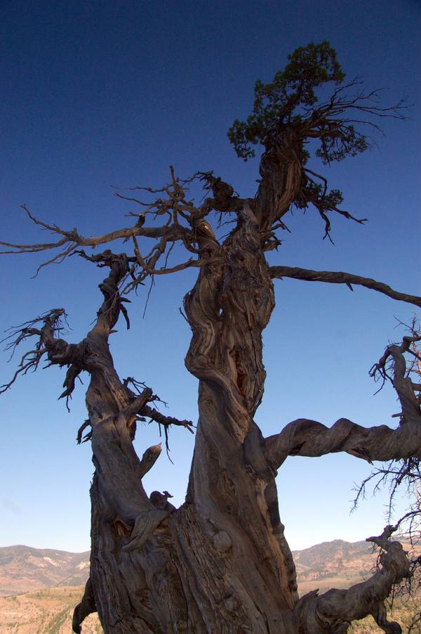 Jardine Juniper