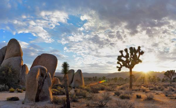 Joshua trees and rounded monzogranite boulders in the Hidden Valley area of Joshua Tree National Park, with the sun setting low through the branches of a Joshua tree and hills beyond.
