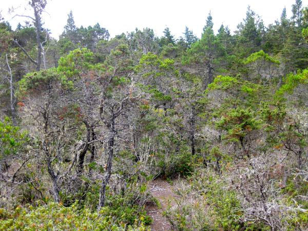Stunted pines and cypress on the top terrace of the Jug Handle staircase, thin grey-barked trunks only a little taller than a person crowded in a dense pygmy forest, a narrow trail entering at left.
