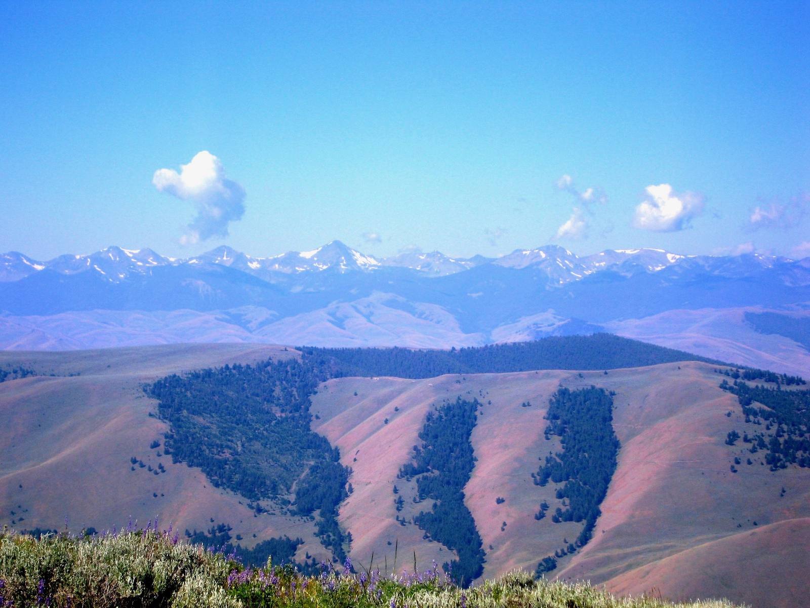 Grassy ridges streaked with timber at Lemhi Pass, a distant snowy range along the horizon