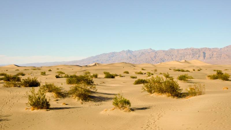 The Mesquite Flat sand dunes in Death Valley — low pale dunes running back across the frame with mesquite bushes rooted in the hollows between them, sand hummocked up around their stems. Footprint trails wander over the near sand, and a long grey-brown mountain wall rises along the far side of the valley under a clear, pale sky. A few visitors show far out on the dunes as small dark specks.