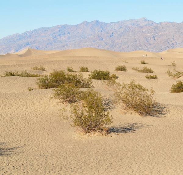 Low sand dunes at Mesquite Flat with mesquite bushes rooted in the hollows between them, one large bush casting a long shadow in the foreground, a rippled dune crest behind with three walkers tiny along it, and a long banded desert range across the horizon under a clear sky.