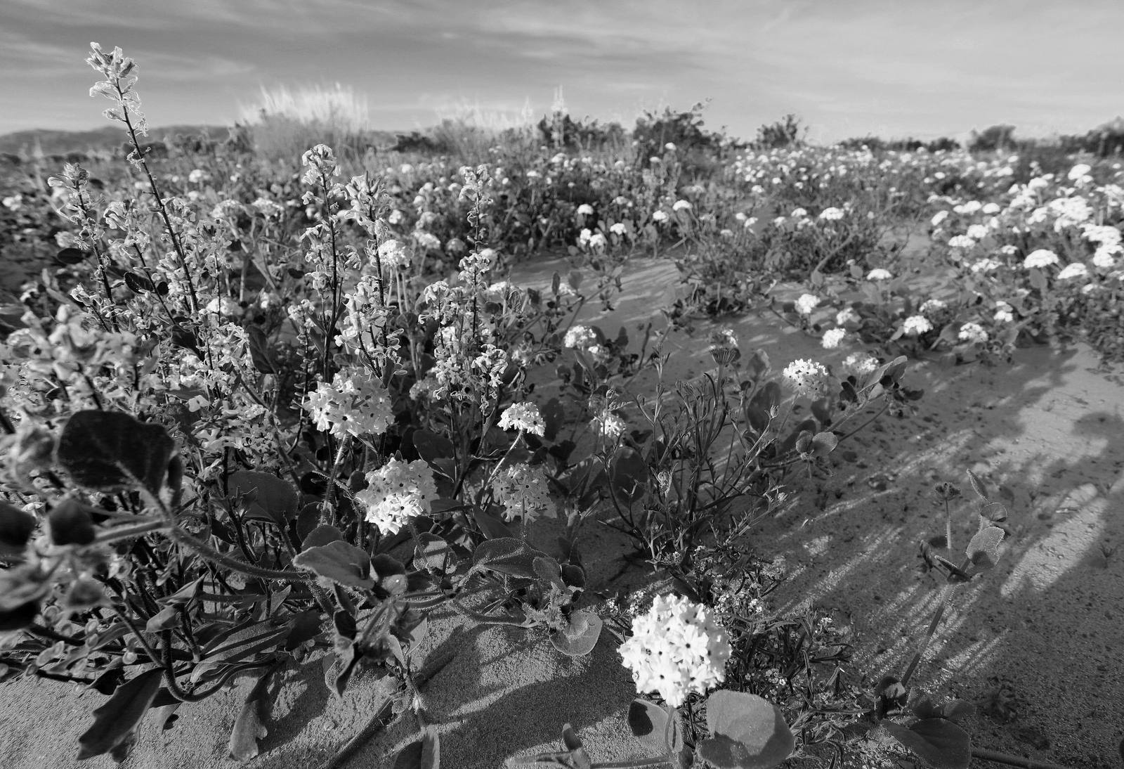 Route 66 & the Mojave Heartland