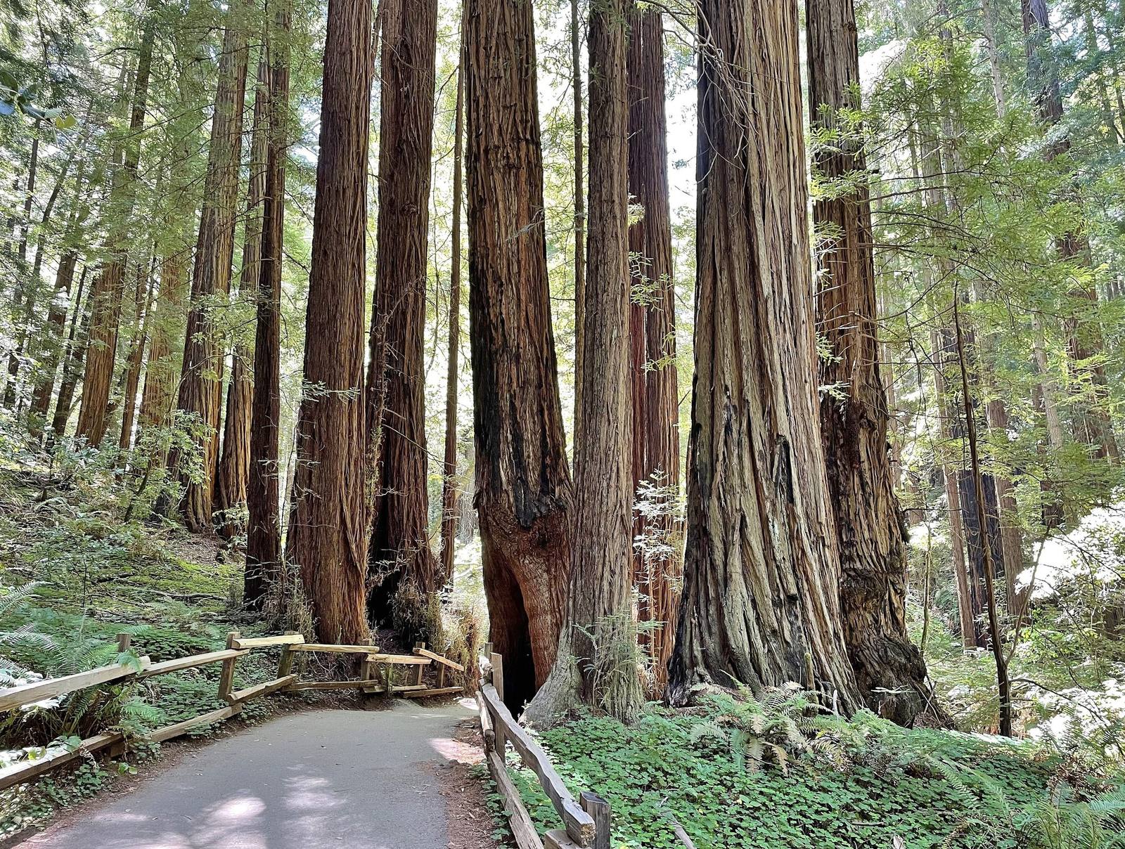 A paved path with a wooden rail curving between tall redwood trunks in Muir Woods, sword ferns and redwood sorrel covering the ground beneath them.