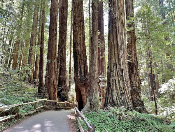 A paved path with a wooden rail curving between tall redwood trunks in Muir Woods, sword ferns and redwood sorrel covering the ground beneath them.