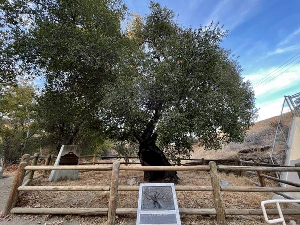 The Oak of the Golden Dream in Placerita Canyon, a broad old coast live oak standing inside a split-rail fence.
